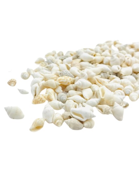 Muszelki naturalne białe dekoracyjne muszle morskie Nassa 