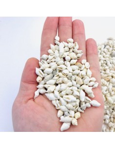 Muszelki naturalne białe... 2