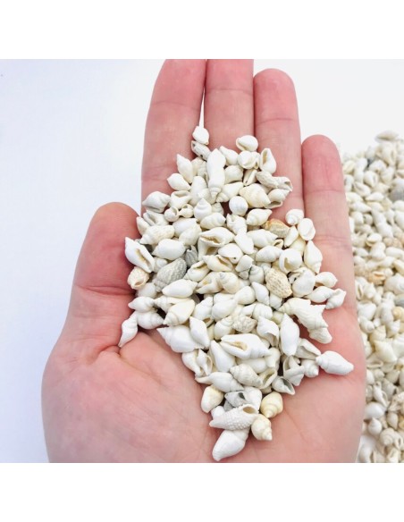 Muszelki naturalne białe dekoracyjne muszle morskie Nassa 