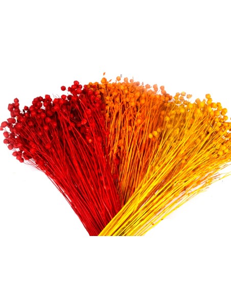 Suszony len naturalny susz ozdobny - bukiet