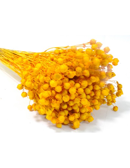 Suszony len naturalny susz ozdobny - bukiet