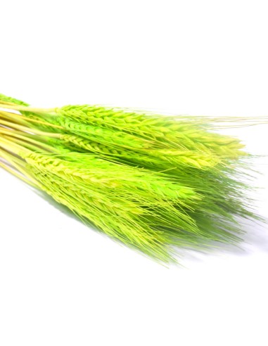 Pszenżyto naturalne kłosy zboża susz...