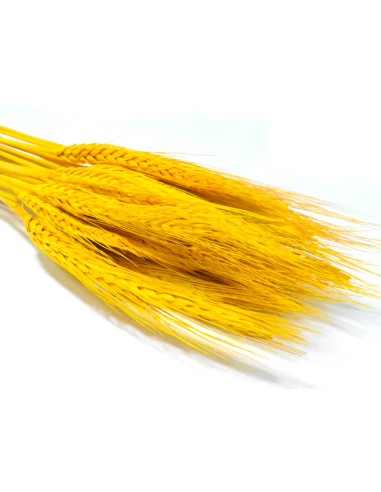 Pszenżyto naturalne kłosy zboża susz...