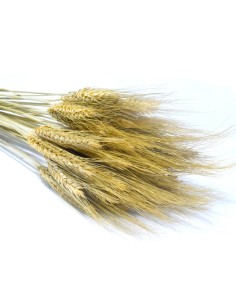 Pszenżyto naturalne kłosy... 2