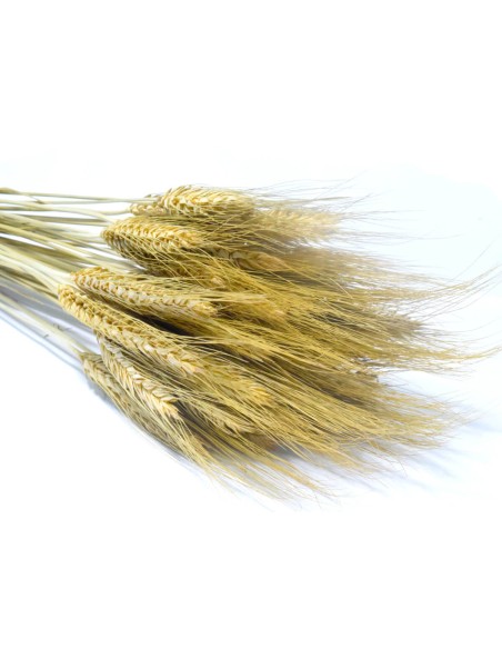 Pszenżyto naturalne kłosy zboża susz ozdobny - bukiet