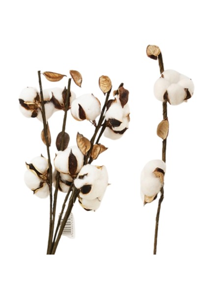 Suszona bawełna, gałązka bawełny 1szt
