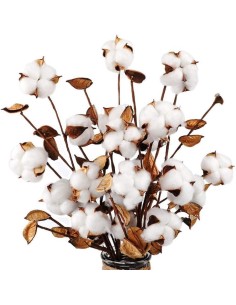 Suszona bawełna, gałązka... 2