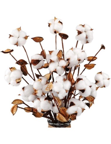 Suszona bawełna, gałązka bawełny 1szt