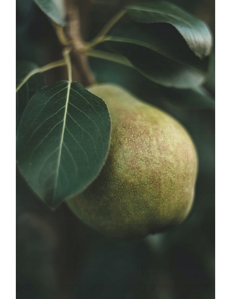 Zapach do świec - Gruszka