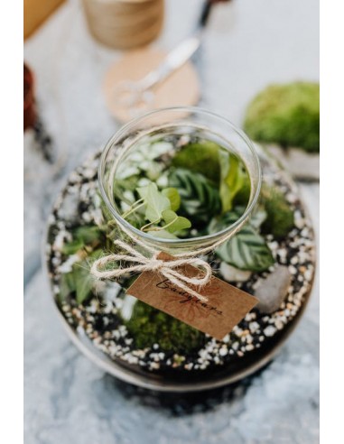 Sukulent sztuczna roślina Rozchodnik...