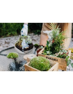 Sukulent sztuczna roślina... 2