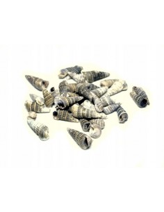 Muszelki morskie naturalne...