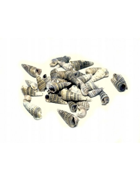 Muszelki morskie naturalne K20 50g