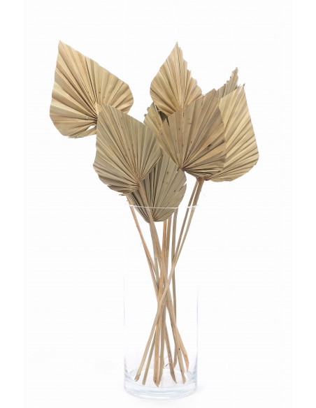 Susz roślinny ozdobny naturalny strzałka palmowa