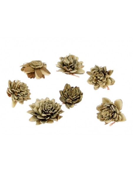 Suszone kwiatki shola 2cm CYNIA BĄZOWA 10 szt.