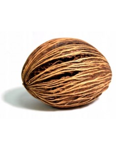 Suszona kula mintola