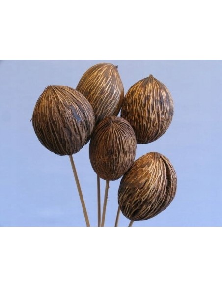 Suszona kula mintola