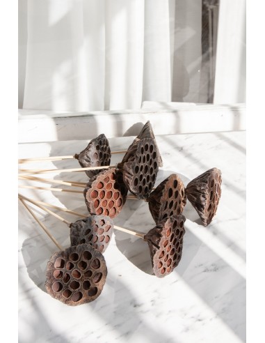 Suszona kula mintola