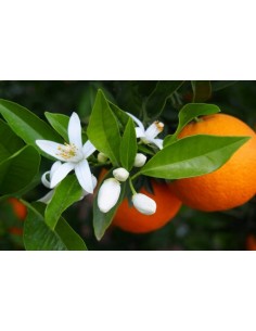 Suszony kwiat pomarańczy do... 2