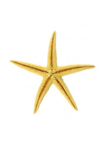 Rozgwiazda naturalna duża 8-10cm rozgwiazdy